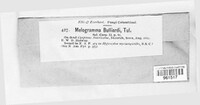 Melogramma campylosporum image